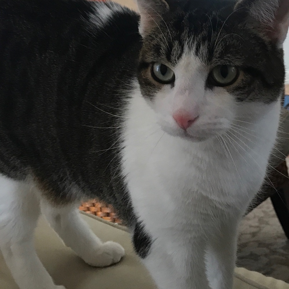 Meet your Posher, Sam